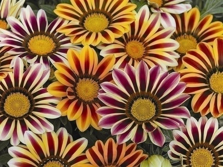 Variet gazania