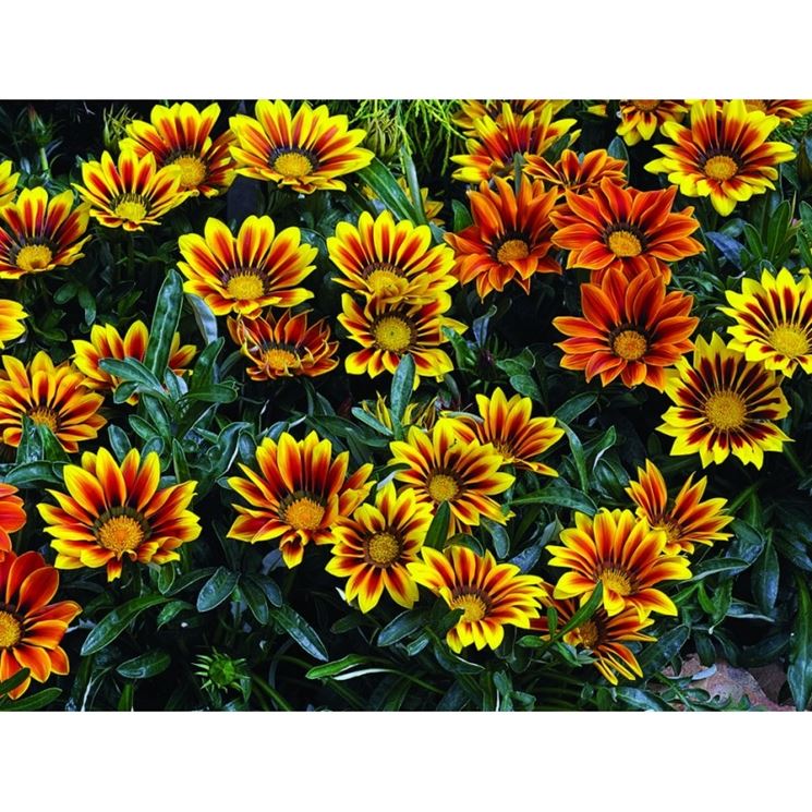 fioritura gazania