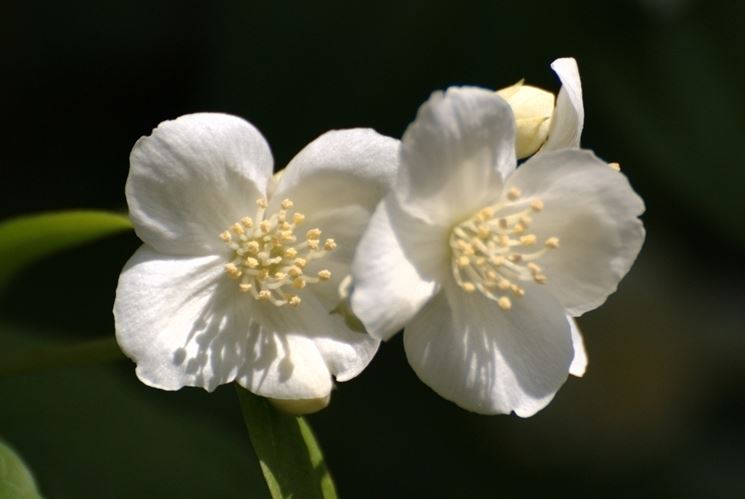 Fiore gelsomino rampicante