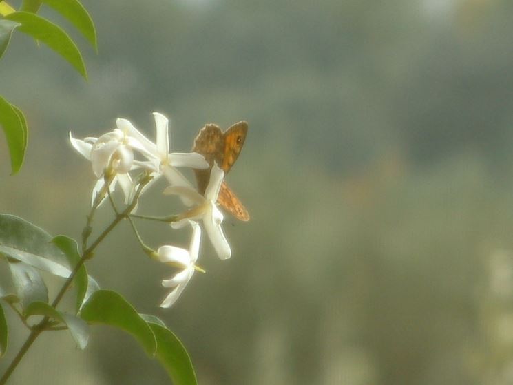 Gelsomino pianta