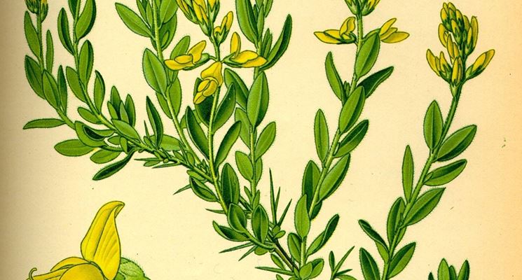 Genista germanica