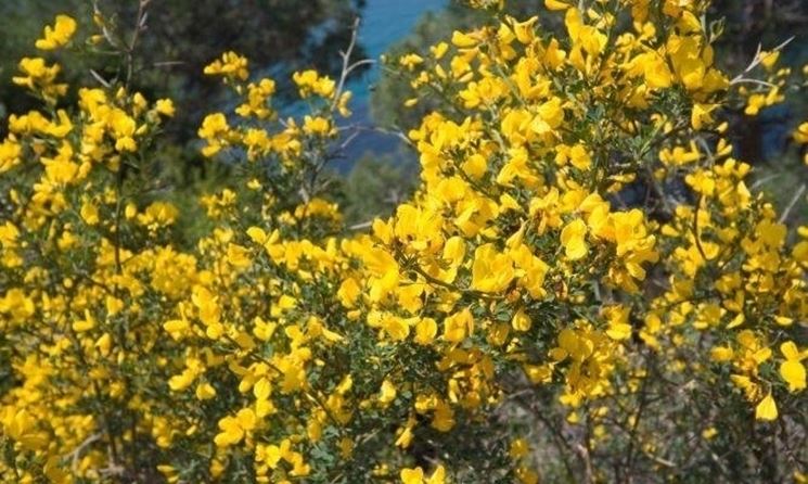 Ginestra in fiore