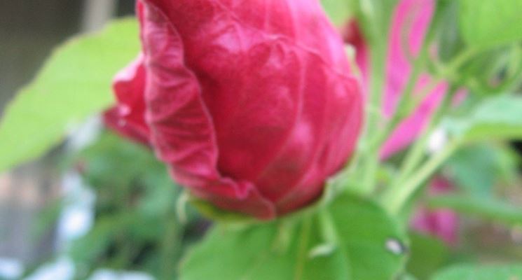 Le infiorescenze dell’Hibiscus rosa sinensis.