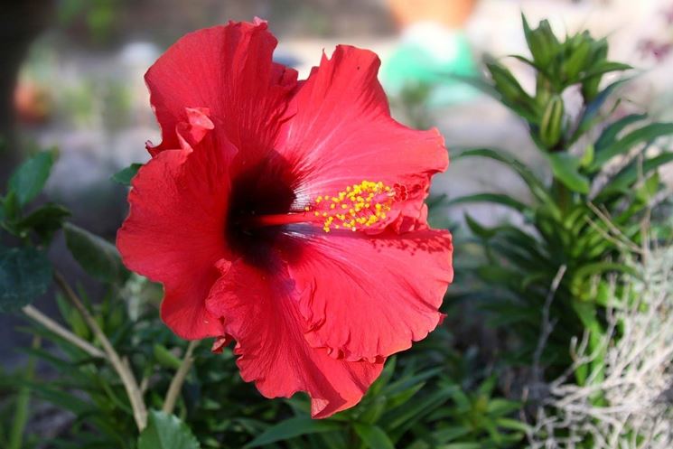 Esempio dinfiorescenze Hibiscus rosa sinensis.