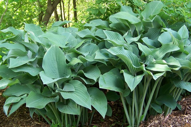 hosta gold regal