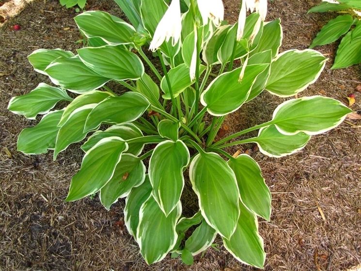 Hosta Fragrant Gold