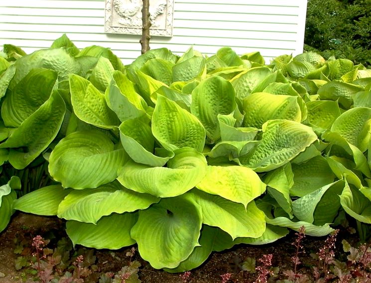 Hosta stiletto