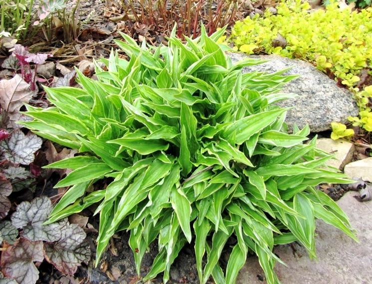 Hosta Stiletto