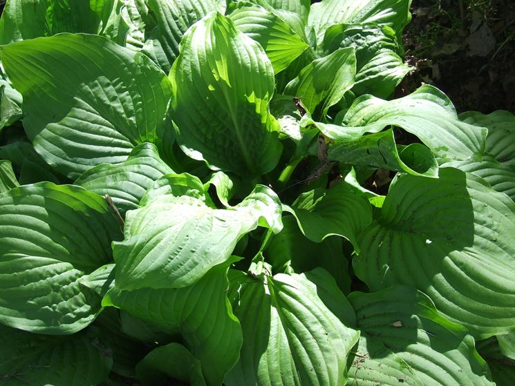 hosta pianta