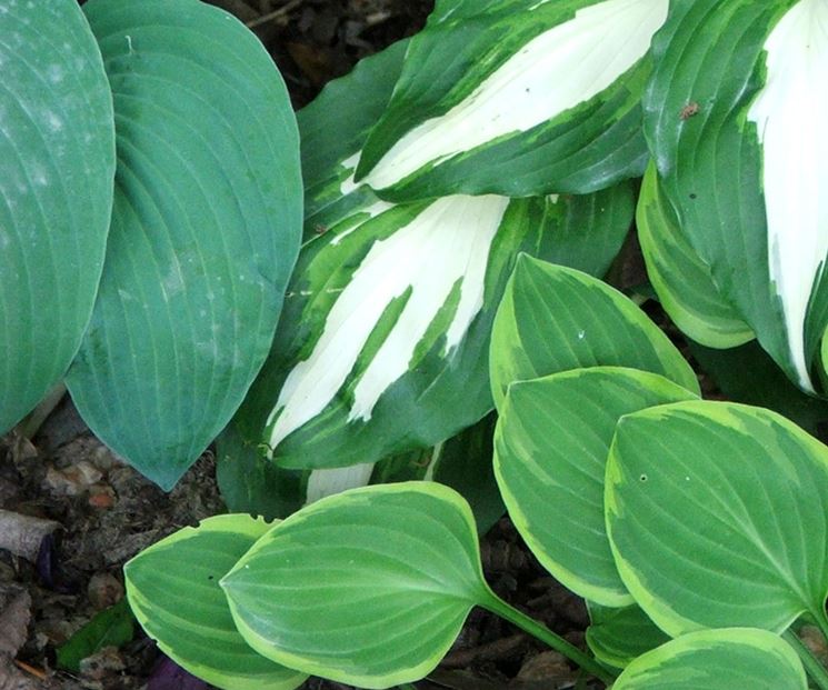 foglie di hosta