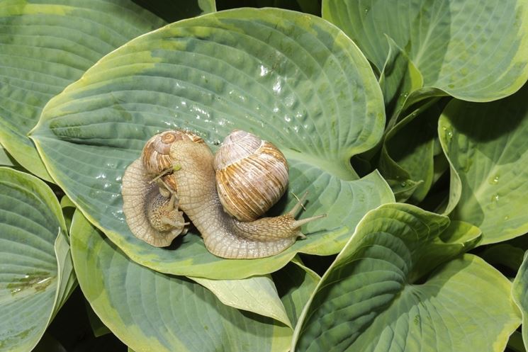 hosta malattie