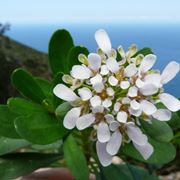 Fiori iberis semperflorens