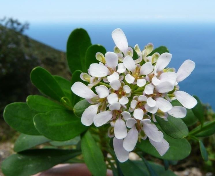 Fiori iberis semperflorens