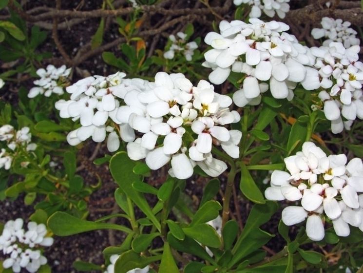 Pianta iberis semperflorens