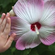 Fiore dell'ibisco gigante