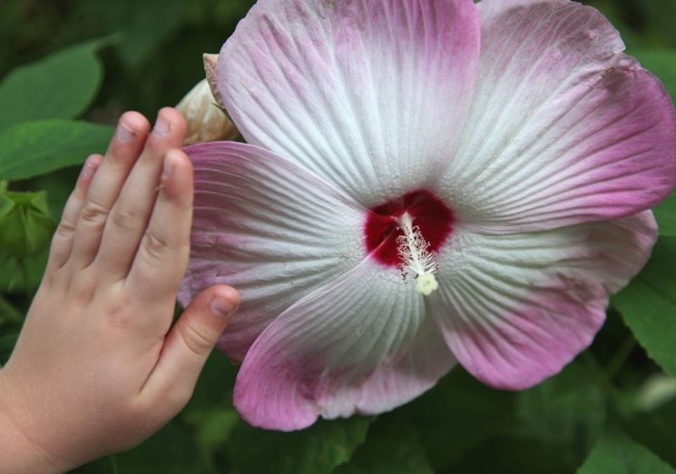 Fiore dell'ibisco gigante