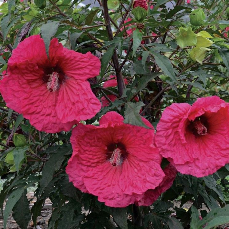 Fiori di ibisco gigante