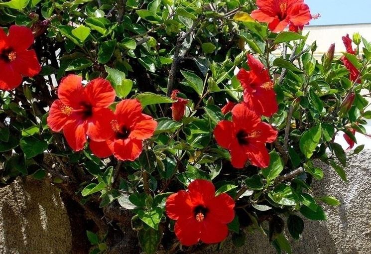 Dettaglio fiore Ibisco rosso.