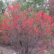 Ilex verticillata