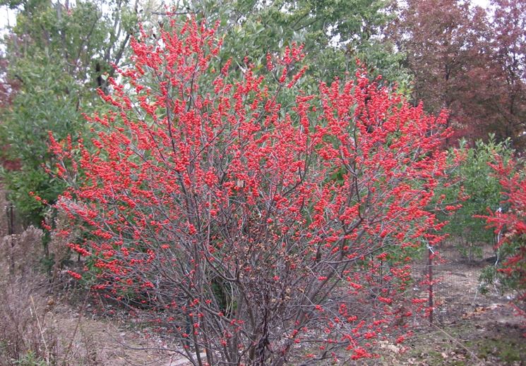 Ilex verticillata