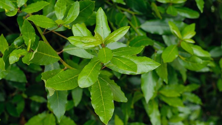 Il Lauro in giardino: un'ottima soluzione pu essere la piantumazione in vaso.