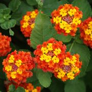 Lantana fioritura