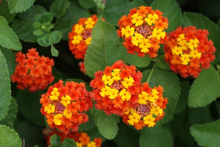 Lantana fioritura