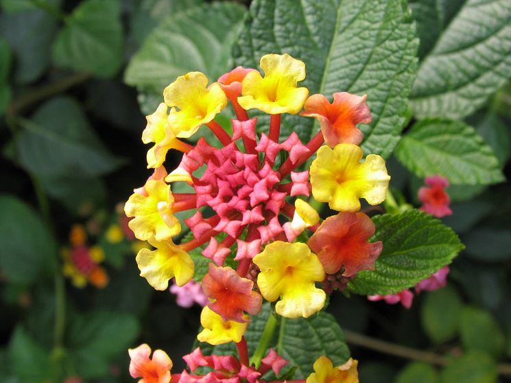 Lantana fiore