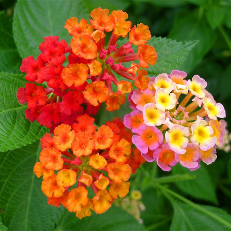 Foglia lantana