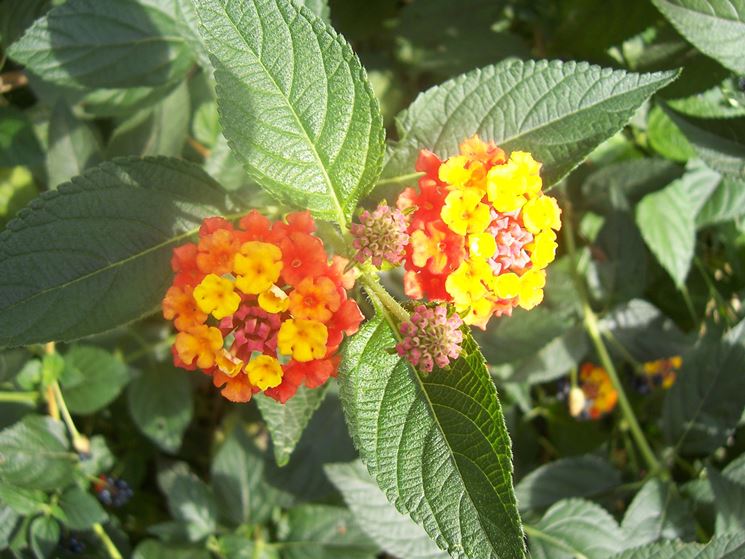 Esemplare lantana fiore