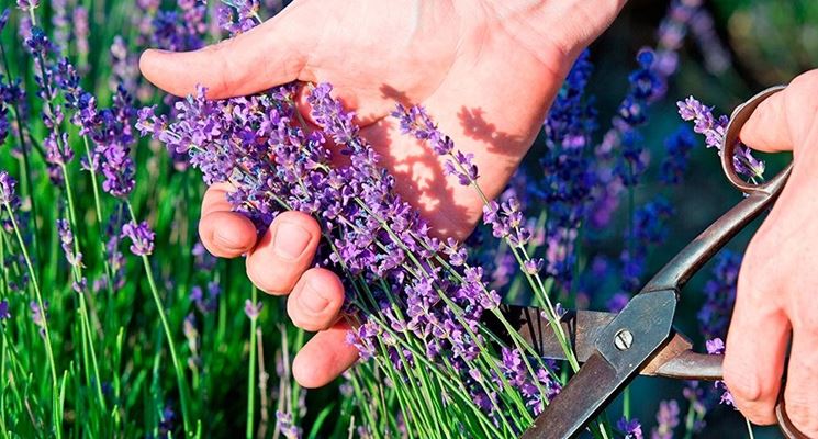 Potatura della pianta di lavanda