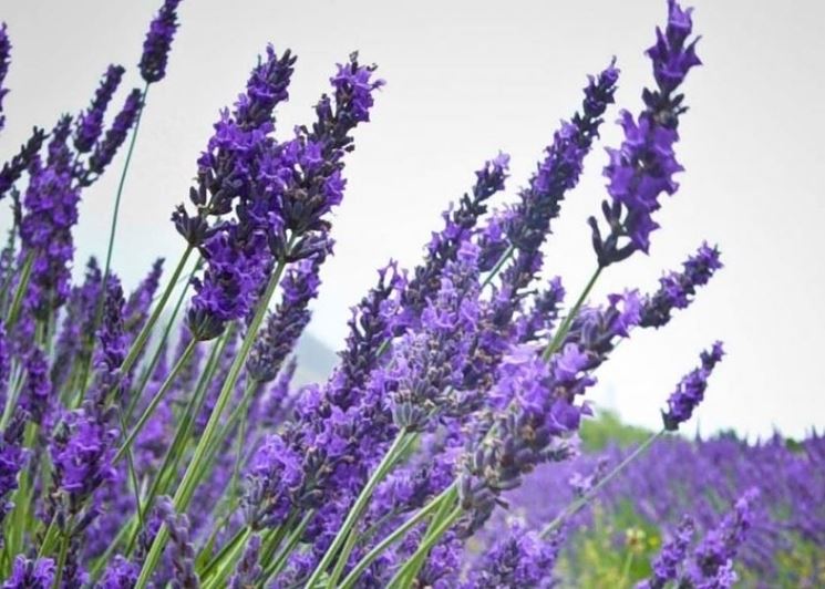 Lavanda pianta - Piante da Giardino - Come curare la lavanda pianta