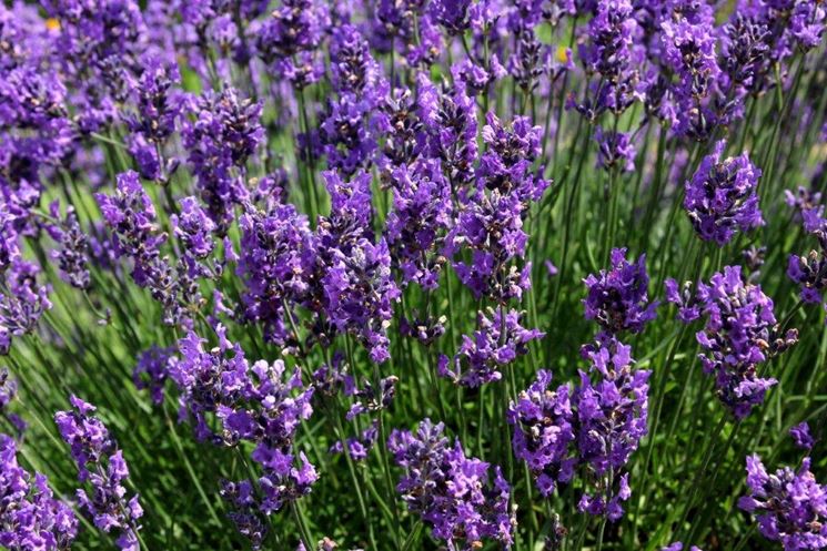 concimare lavanda