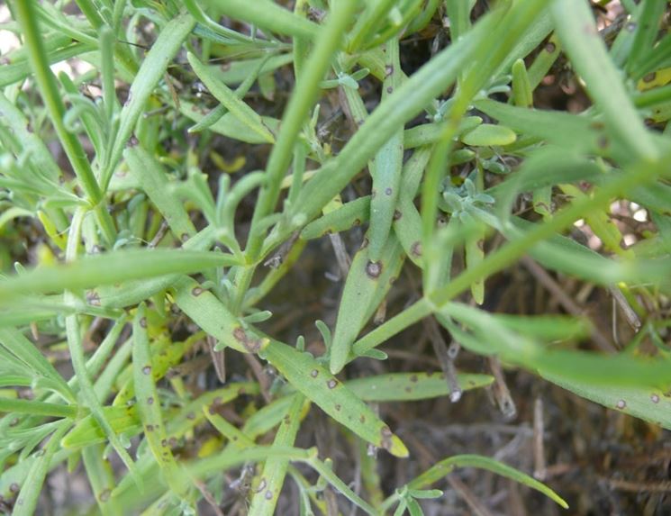 Foglie di lavanda colpite dal fungo Septoria