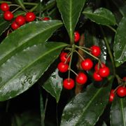 ardisia