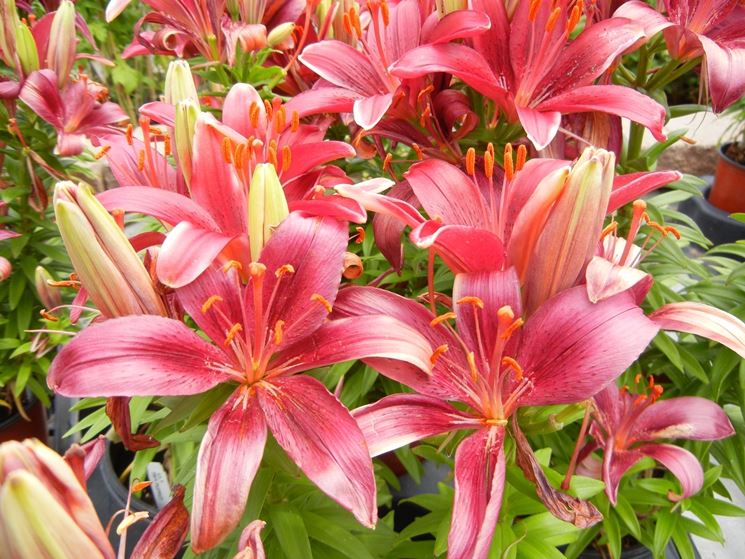 Fiori lilium