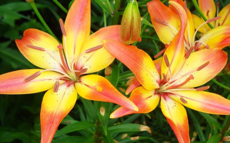 Fiori lilium variegati