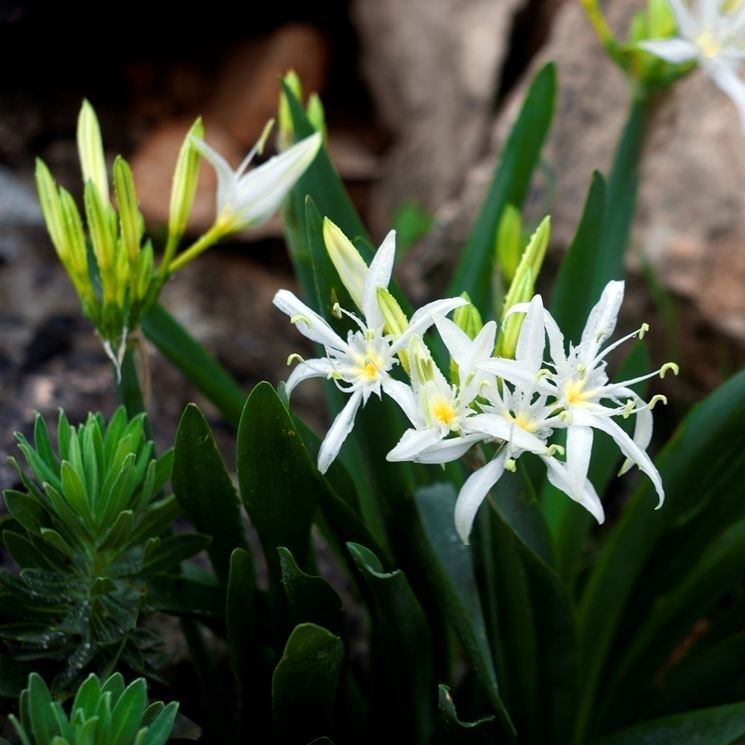 Coltivare lilium giardino