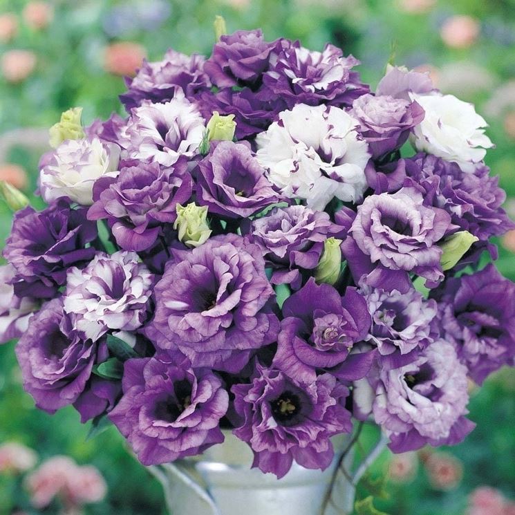 Fiori recisi di Lisianthus