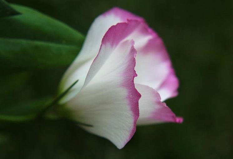 Pianta di Lisianthus