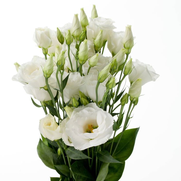 Lisianthus