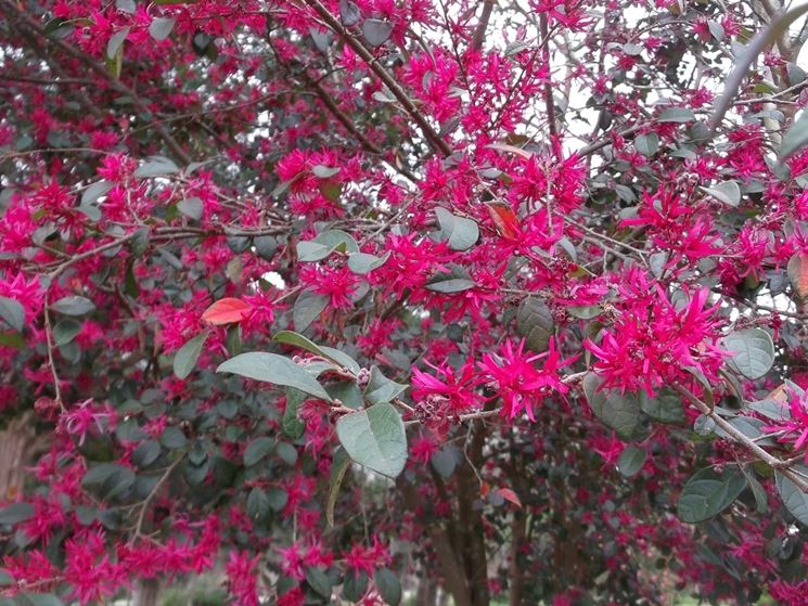 Fiori foglie loropetalum