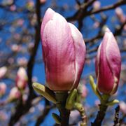 Magnolia 