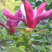 magnolia liliiflora