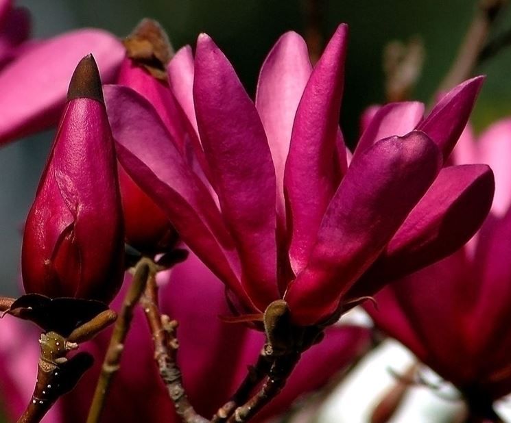 Fiori magnolia