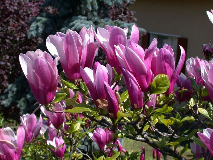 Magnolia soulangeana