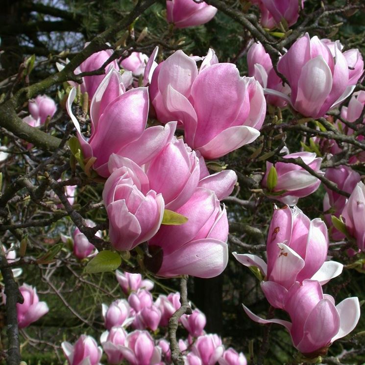 Magnolia albero