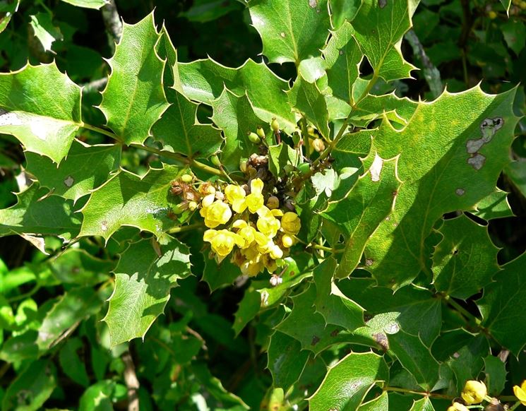 Mahonia