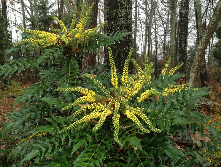 mahonia fiorita