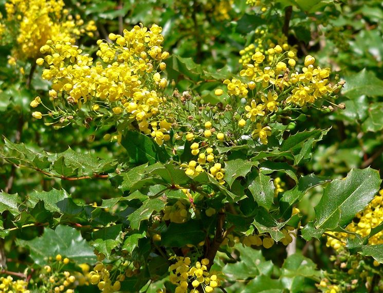 Mahonia